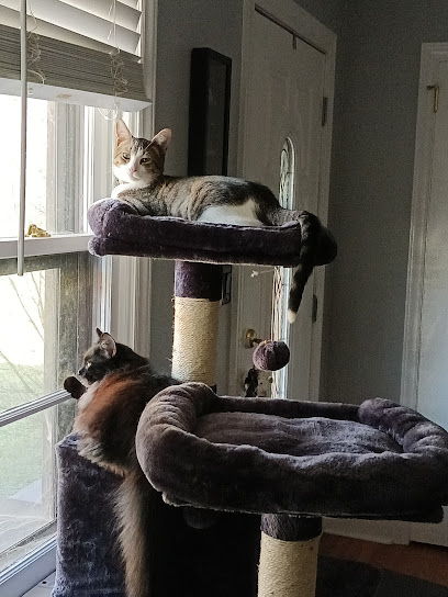 Carolina Cat Clinic: Cristobal Kayla DVM
 – Gastonia
 – North Carolina post thumbnail image