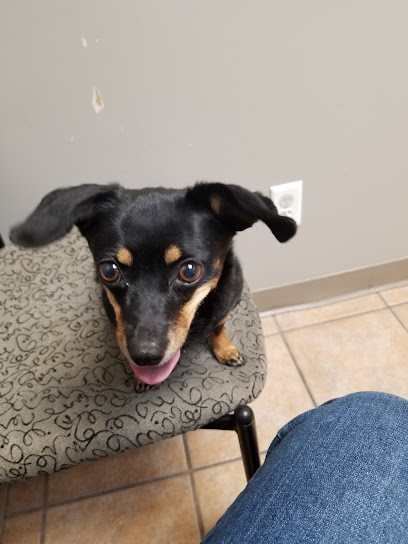 Creature Comforts Veterinary Hospital
 – Ankeny
 – Iowa post thumbnail image