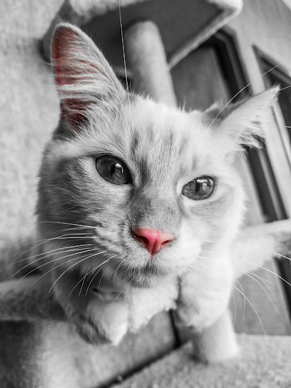 Magnolia Veterinary Hospital
 – Hoschton
 – Georgia post thumbnail image