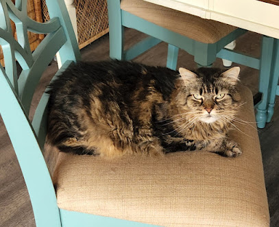 Palm Coast Pet Clinic
 – Palm Coast
 – Florida post thumbnail image